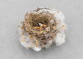 Nest
