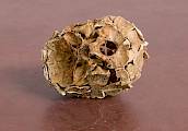 Untitled (Inside Out Skull)