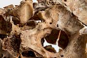 Untitled (Inside Out Skull)